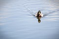 A male mallard swims toward the camera