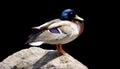 Male Mallard or wild duck (Anas platyrhynchos) Royalty Free Stock Photo