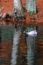 Male Mallard wild duck swim in a pond