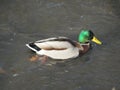 Male mallard - wild duck - swimming in river water. Bird species photography Royalty Free Stock Photo