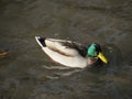 Male mallard - wild duck - swimming in river water. Bird species photography Royalty Free Stock Photo