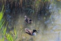 Male mallards Anas platyrhynchos wild ducks swimming in the lake - Image Royalty Free Stock Photo