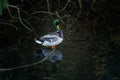 Male mallard preening while standing on a tree branch Royalty Free Stock Photo