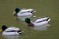 Male mallards on a pond. Royalty Free Stock Photo