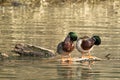 Male mallards preening themselves. Royalty Free Stock Photo