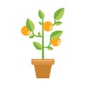 Small orange tree in a pot. green plant. Royalty Free Stock Photo