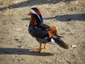 Colorful male mandarin duck, aix galericulata, anatra mandarina Royalty Free Stock Photo