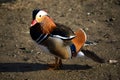 Colorful male mandarin duck, aix galericulata, anatra mandarina Royalty Free Stock Photo