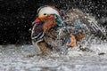 Male mandarin duck splahing in the water Royalty Free Stock Photo