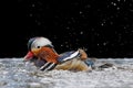 Male mandarin duck splahing in the water Royalty Free Stock Photo