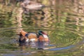 Male Mandarin duck Aix Galericulata giving his head a scratch Royalty Free Stock Photo