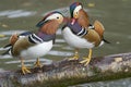 Male Mandarin Duck [Aix galericulata] Royalty Free Stock Photo