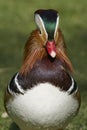 Male Mandarin Duck Royalty Free Stock Photo