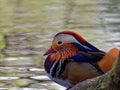 Male mandarin duck Aix galericulata sitting beside a lake at Longshaw Moor in the Peak District National Park, Derbyshire