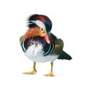 Male Mandarin Duck Royalty Free Stock Photo