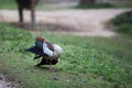 Male Mandarin duck cleans his plumage Royalty Free Stock Photo