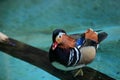 Male mandarin duck Royalty Free Stock Photo