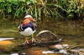 Male mandarin duck colored feathers Royalty Free Stock Photo