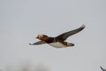 Male mandarin duck in flight