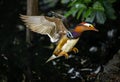 Male mandarin duck in flight about to land Royalty Free Stock Photo