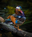 The mandarin duck. Royalty Free Stock Photo