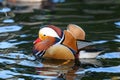 Male mandarin duck with its bright feathers floating on a tranquil body of water