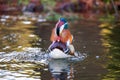 Male mandarin duck with its bright feathers floating on a tranquil body of water