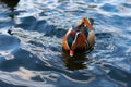 A male mandarin duck is looking for food while swimming in the water