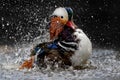 Male mandarin duck splahing in the water Royalty Free Stock Photo