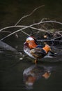 Male mandarin duck standing in a lake in Kent, UK Royalty Free Stock Photo