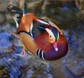 Male Mandarin duck swimming Royalty Free Stock Photo
