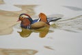 Male mandarin duck