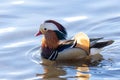 Male Mandarin Duck Royalty Free Stock Photo