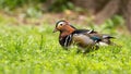 Male mandarin duck walking on green grass in summertime with copy space. Royalty Free Stock Photo