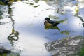 Male Mandarin duck, Zoo Series, nature, animal