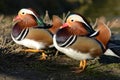 Male Mandarin Ducks