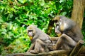 Male mandrill (Mandrillus sphinx) in Singapore Zoo.