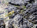 Male Mangrove warbler, Setophaga petechia aureola, Galapagos Islands, Santa Cruz, Ecuador