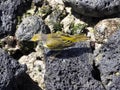 Male Mangrove warbler, Setophaga petechia aureola, Galapagos Islands, Santa Cruz, Ecuador