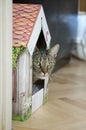 Funny marble cat in carboard handcraft house Royalty Free Stock Photo