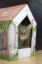 Funny marble cat in carboard handcraft house Royalty Free Stock Photo