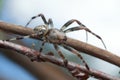 Male marbled Orb-weaver, Araneus marmoreus Royalty Free Stock Photo