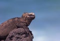 Male Marine Iguana on a Lava Rock Royalty Free Stock Photo