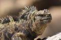Male Marine Iguana sunning on a rock Royalty Free Stock Photo