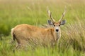 Male Marsh Deer Blastocerus dichotomus Royalty Free Stock Photo