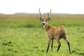 Male Marsh Deer Blastocerus dichotomus Royalty Free Stock Photo