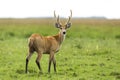 Male Marsh Deer Blastocerus dichotomus Royalty Free Stock Photo