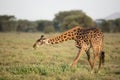 Male Masai Giraffe eating in the Serengeti, Tanzania Royalty Free Stock Photo