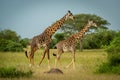 Male Masai giraffe follows female to mate