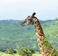 Male Masai Giraffe